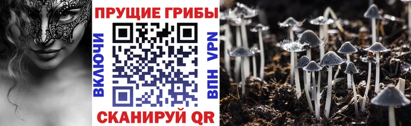 Псилоцибиновые грибы Psilocybe  Южно-Сухокумск 